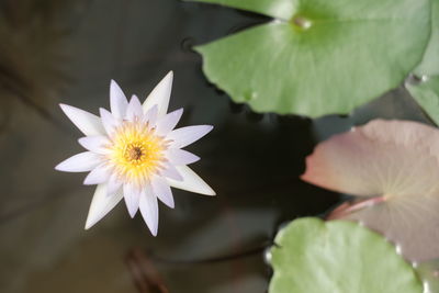 Close-up of white flower