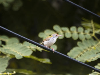 Close-up of bird perching on metal