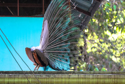 Low angle view of peacock perching on wire