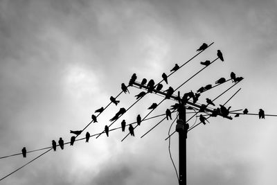 Low angle view of birds perching on cable against sky