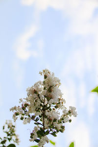 Low angle view of white flowers on tree