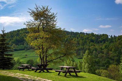 Trees and bench in park