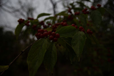 Close-up of red berries on tree