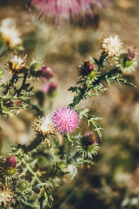 Close-up of pink thistle flowers