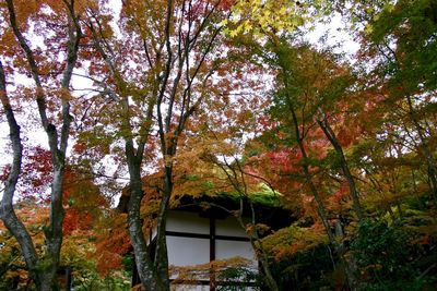Low angle view of trees against sky