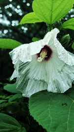 Close-up of water drops on flower