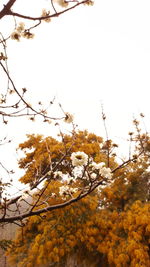 Low angle view of apple blossoms in spring against sky