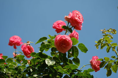 Close-up of red flowering plants against sky