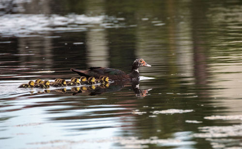 View of ducks swimming in lake