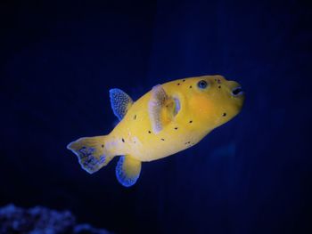 Close-up of fish swimming in sea