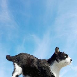 Close-up of cat against blue sky