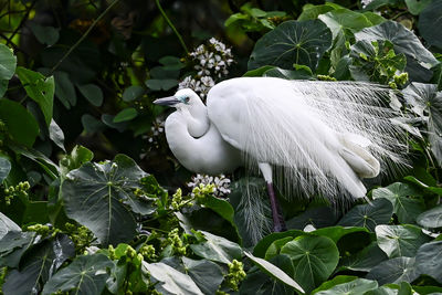 White bird in a plant