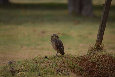 Bird on a field, owl 