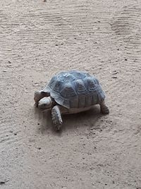 High angle view of shells on sand