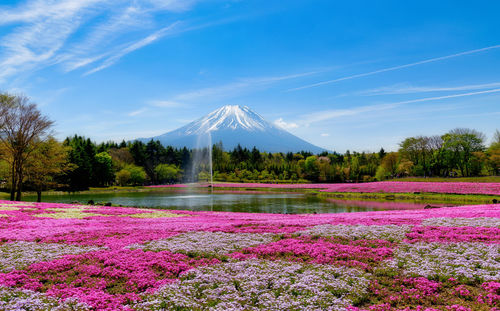 Scenic view of pink flowering plants by mountains against sky