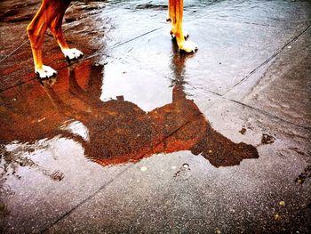 High angle view of puddle on wet street