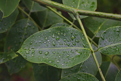 Close-up of water drops on leaves