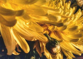 Full frame shot of yellow flower