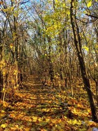 Trees in forest
