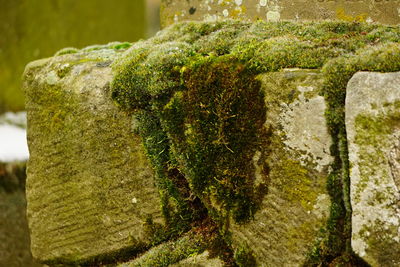 Close-up of moss