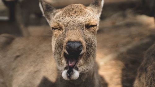 Close-up of deer with eyes closed