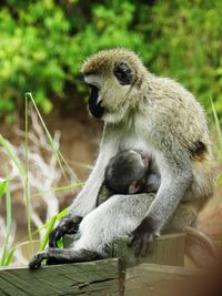 Monkeys sitting outdoors