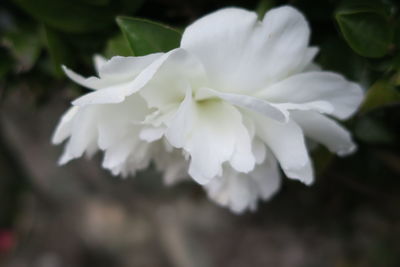 Close-up of white flower