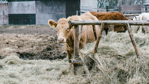 Cow standing in a field