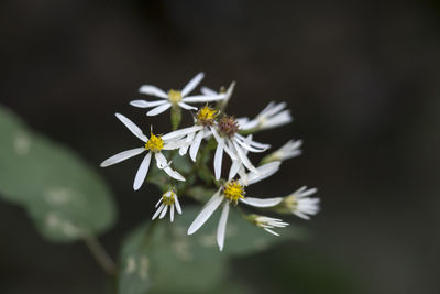 Close-up of white flowers