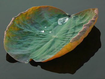 Close-up of wet leaf against black background