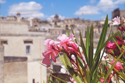 Close-up of pink flowering plant against building