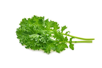 Close-up of green leaves against white background