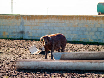 Dog standing against wall