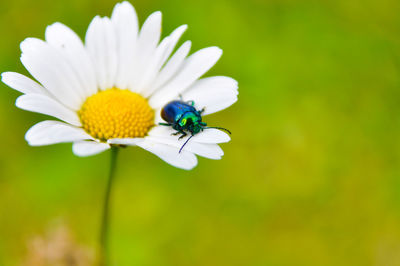 Beetle on daisy