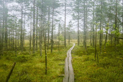 A beautiful mire landscape in finland - dreamy, foggy look