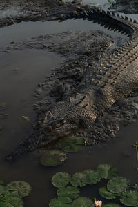 High angle view of crocodile in muddy lake