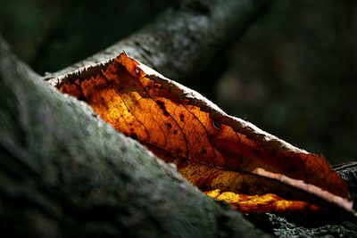 Close-up of leaf