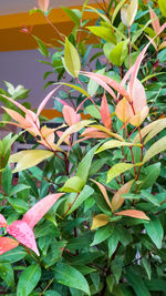 Close-up of flowers blooming outdoors
