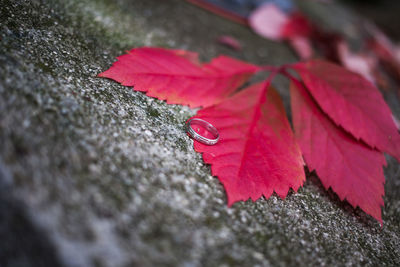 Close-up of wet red maple leaves during rainy season