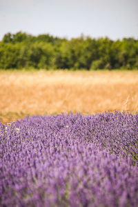 Close-up of wheat field