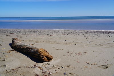 Driftwood on beach against sky