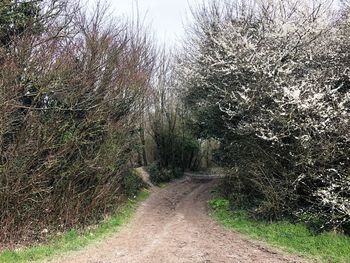 Scenic view of forest