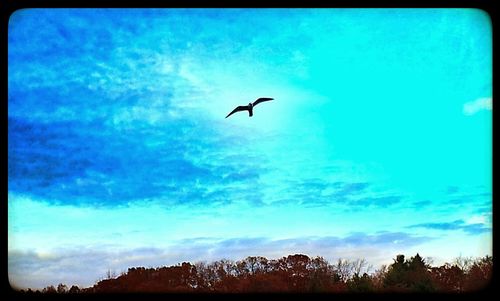 Low angle view of bird flying in sky