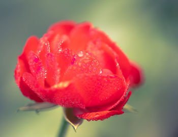 Close-up of red rose flower