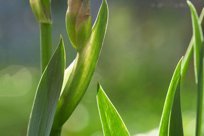 Close-up of crops growing on field