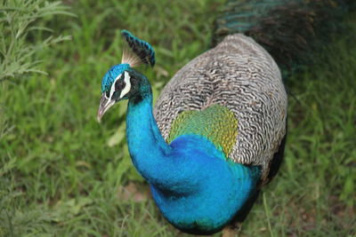 Close-up of peacock