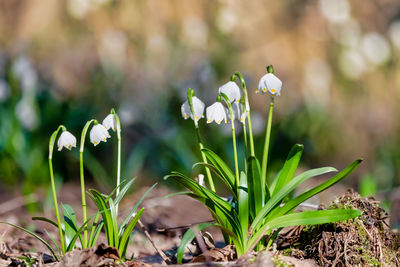 Close-up of flowering plant on field