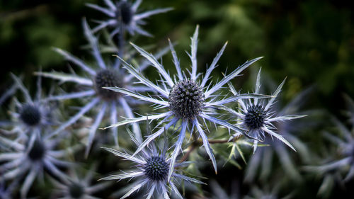 Close-up of thistle