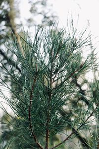 Close-up of pine tree