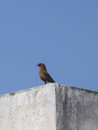 Low angle view of bird perching on rock against clear blue sky